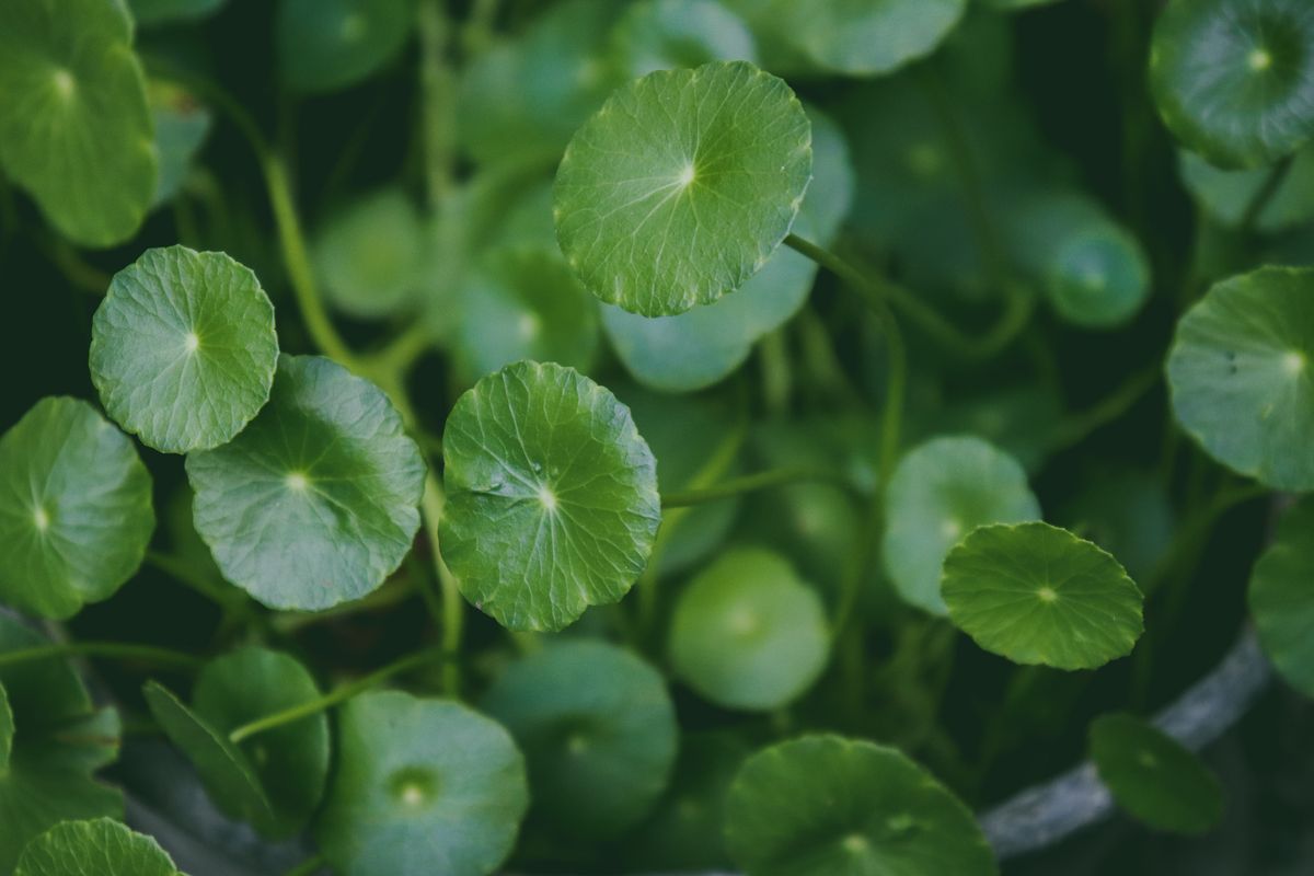Hojas verdes de Centella asiática, el ingrediente coreano usado en cremas y sérums para piel sensible